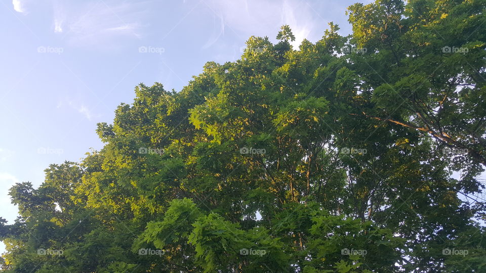 tree and sky