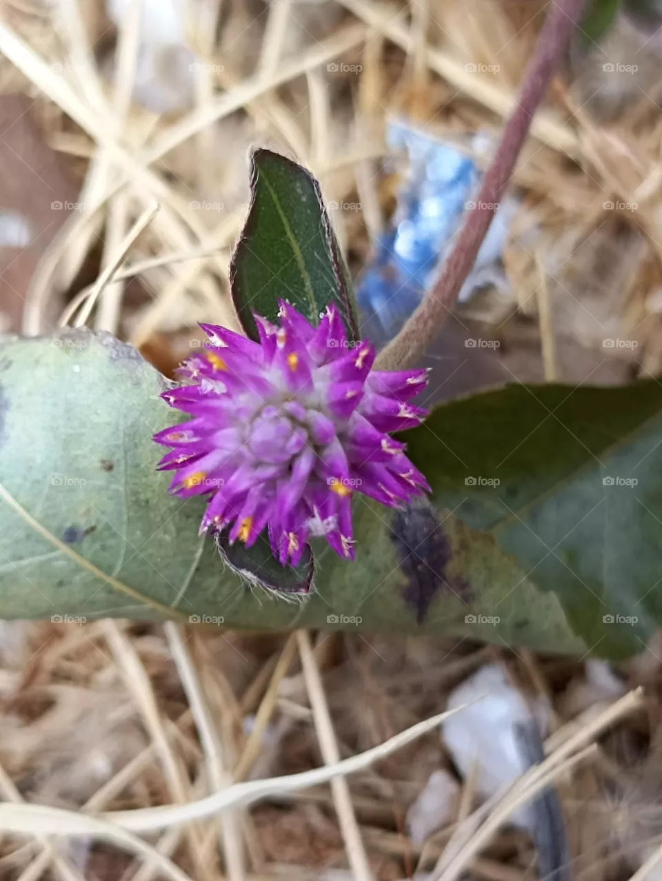 flor