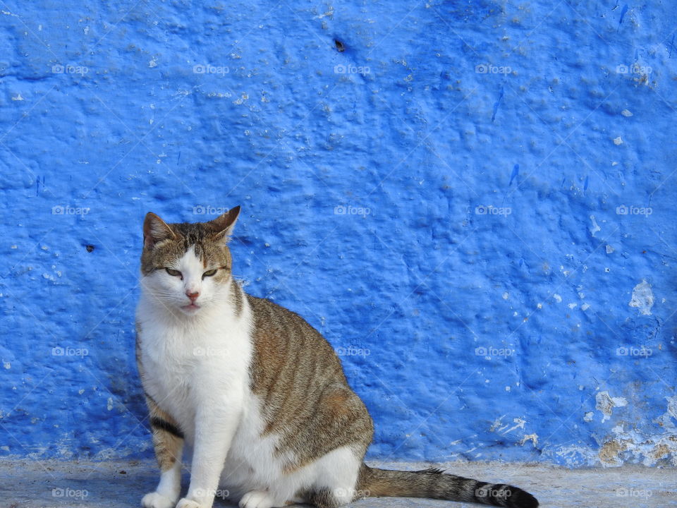 Close-up of cat against blue wall