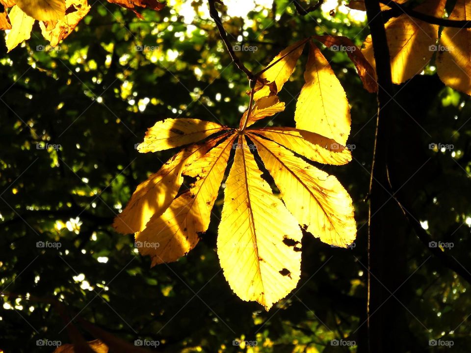 colour stories: yellow