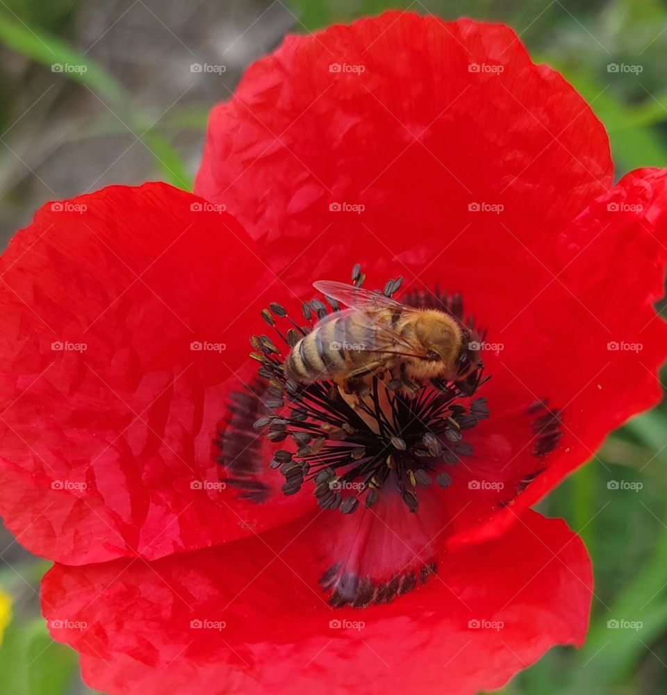 bee on a red poppy