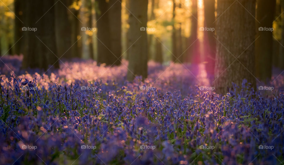 Bluebells Light