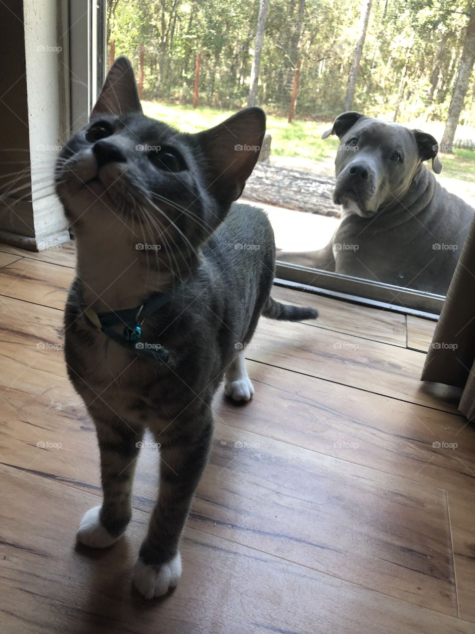 Romeo the kitten and Blue the dog just hanging out on a Tuesday afternoon inside and out loving through the glass door