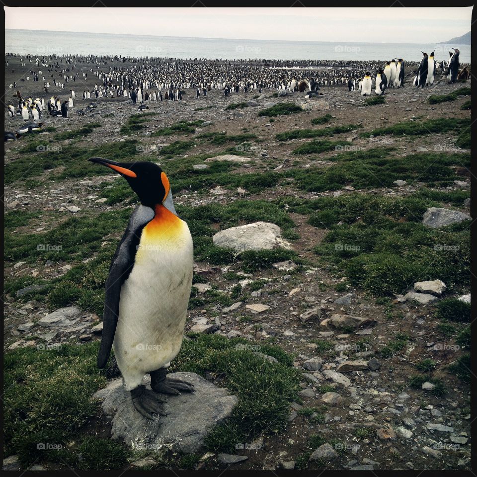 A lone king penguin poses on the coastline of South Georgia. 