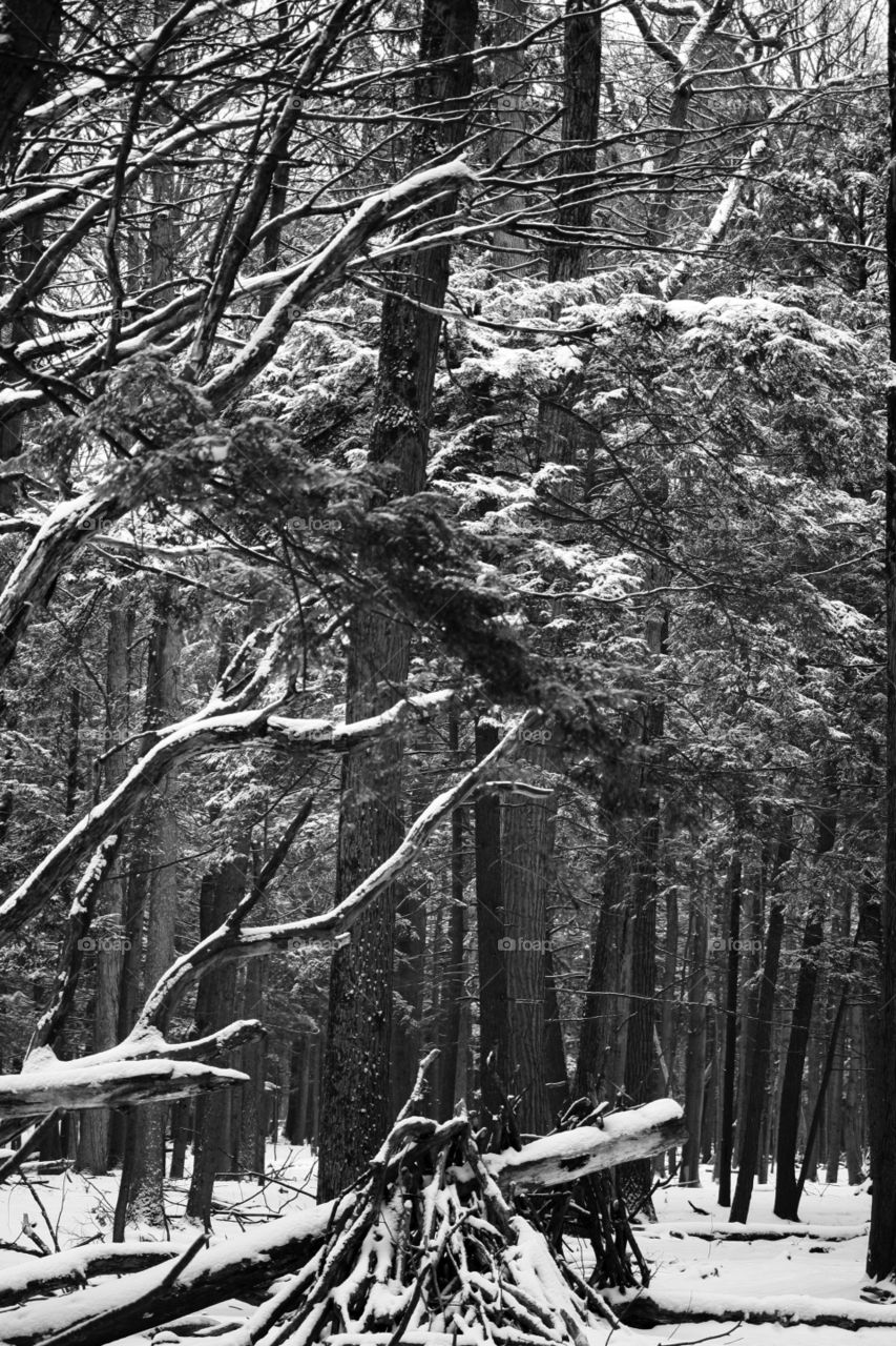 Nature walk in winter forest