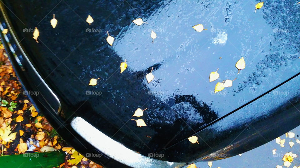 autumn wet leaves on a car