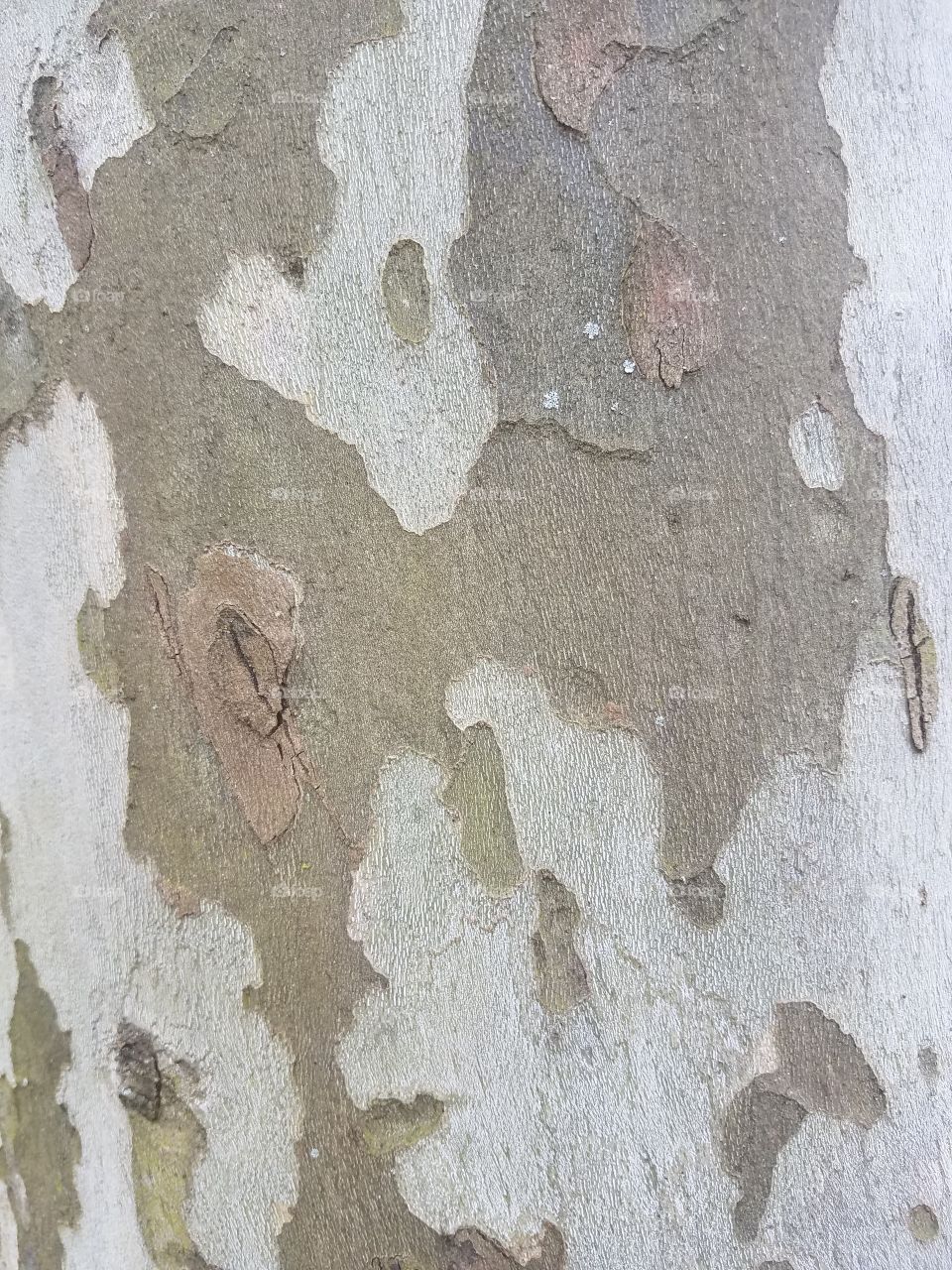 Spotted Tree