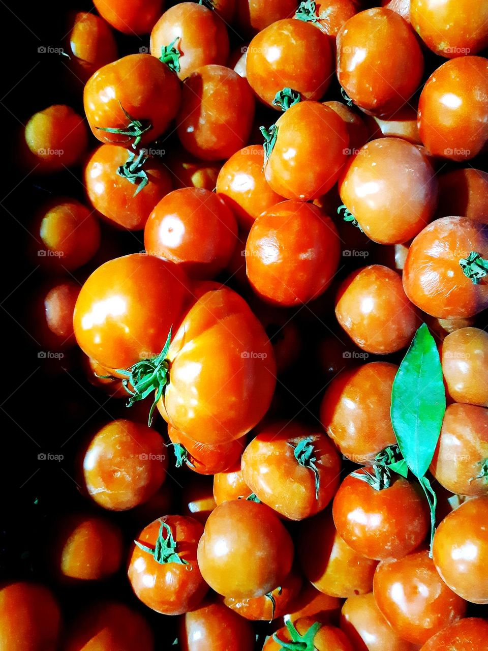 A vibrant scene of fresh, ripe tomatoes arranged on a rustic wooden surface, bathed in soft sunlight. This beautiful composition, captured in Casablanca on January 1, 2025, highlights the rich red color and natural textures