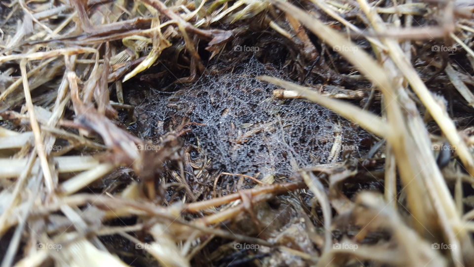 closeup of a tiny web in the grass