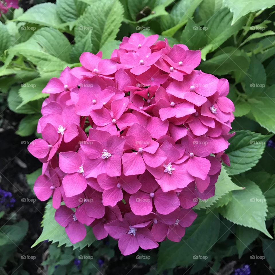 Hydrangea 