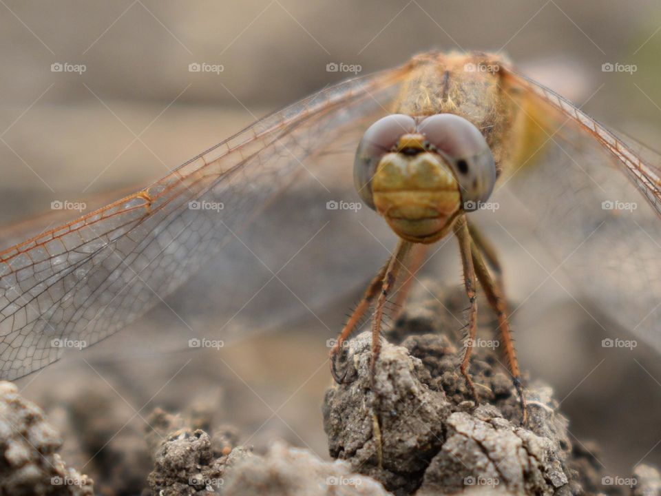 Closeup of dragonfly 