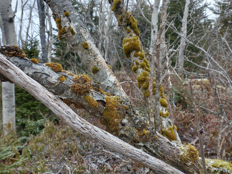 trees and moss