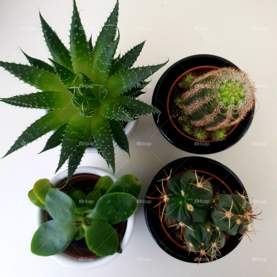 Diverse small plants
