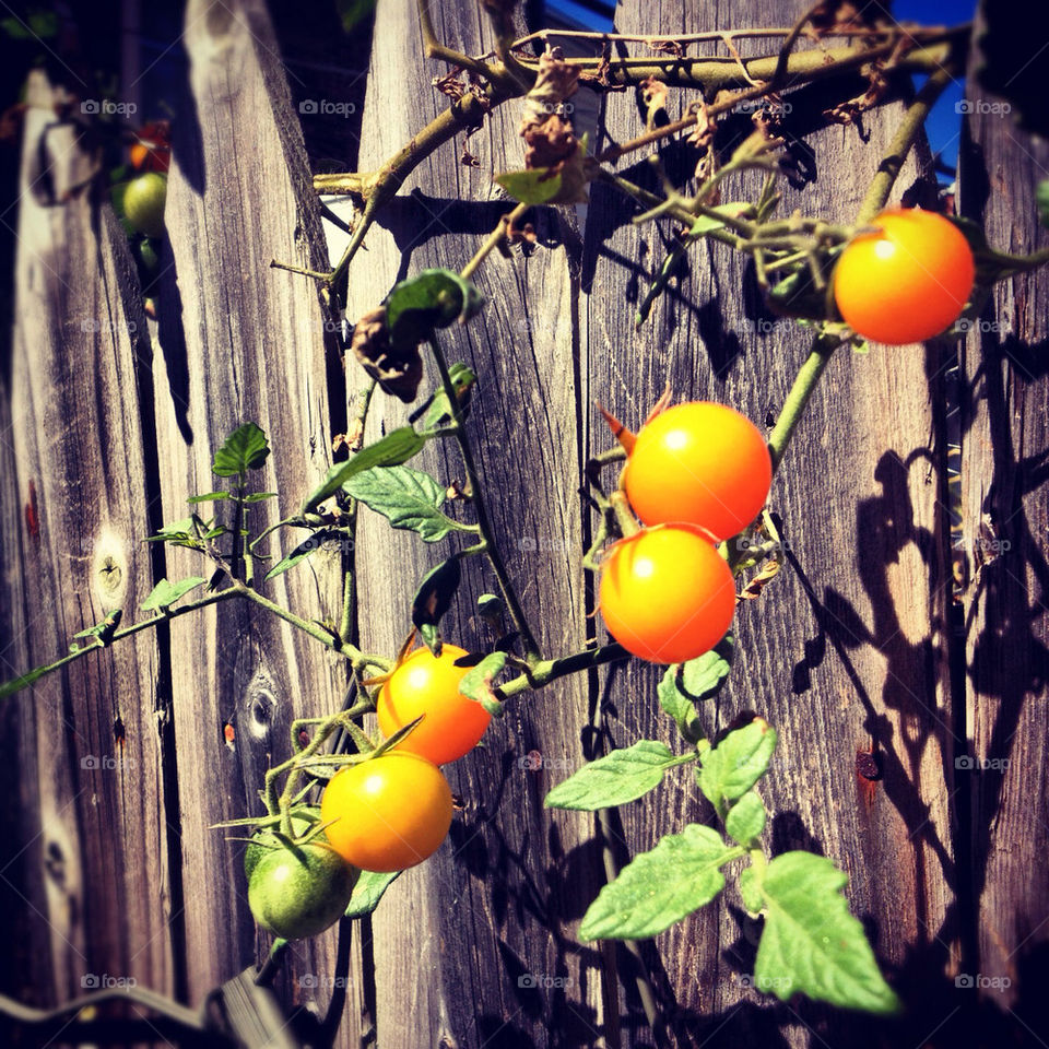 yellow fence vines tomatillos by M-zio18