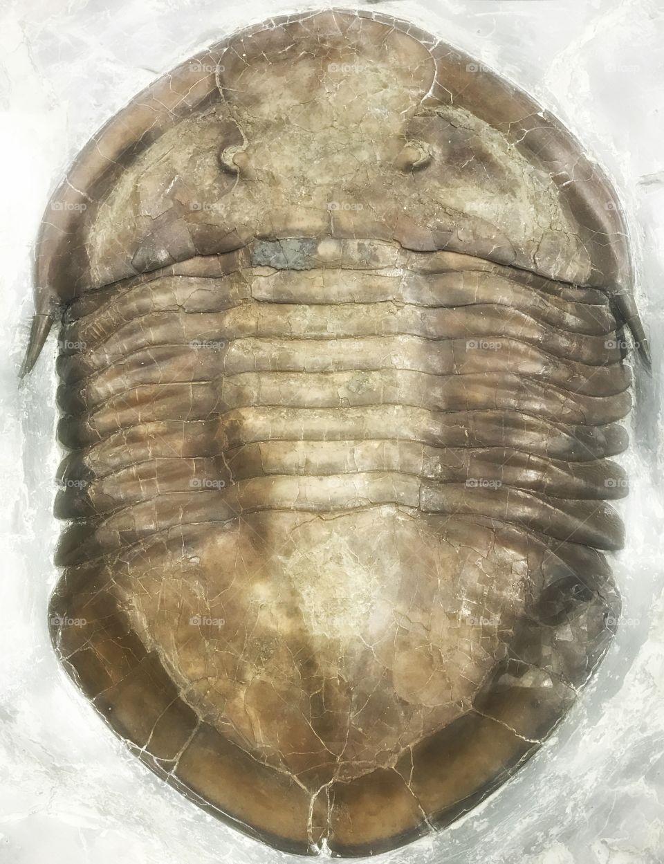 Huge trilobite fossil
