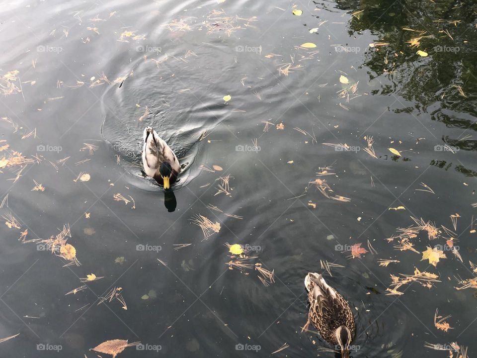 Two Ducks Swimming Colorful Leaves Laying in the Water 