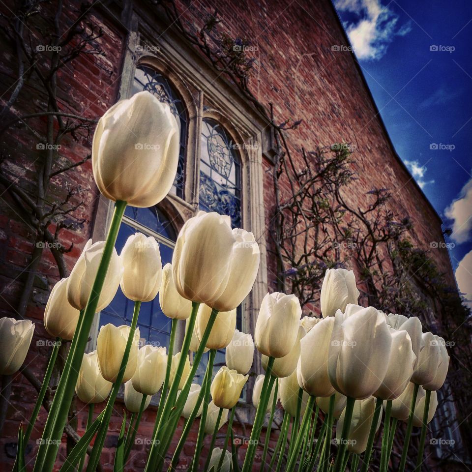 Garden. Stately home