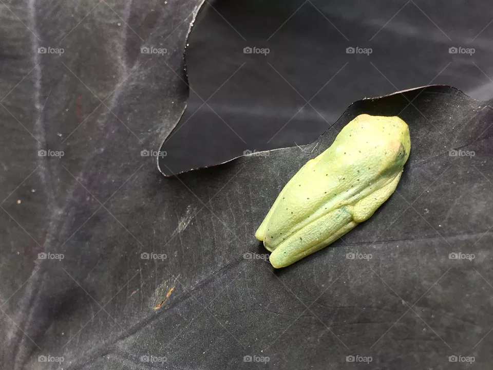 Sapo