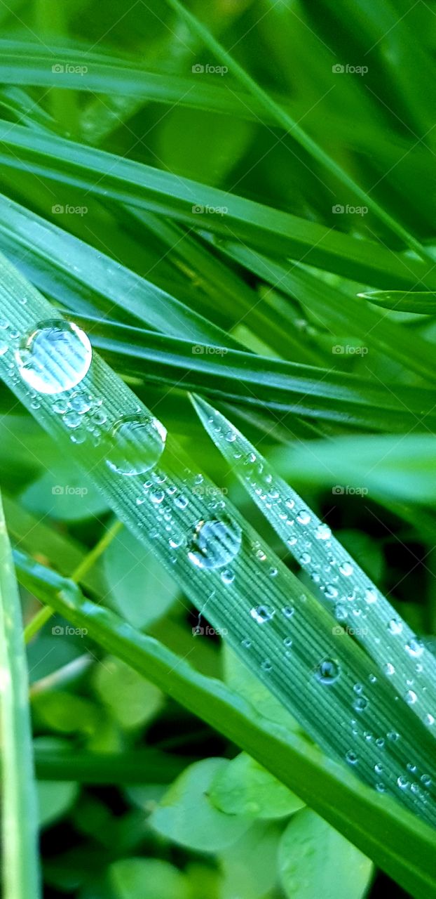grass and dew in close up.