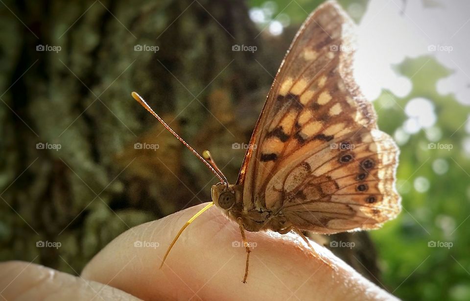 Butterfly in the Sun