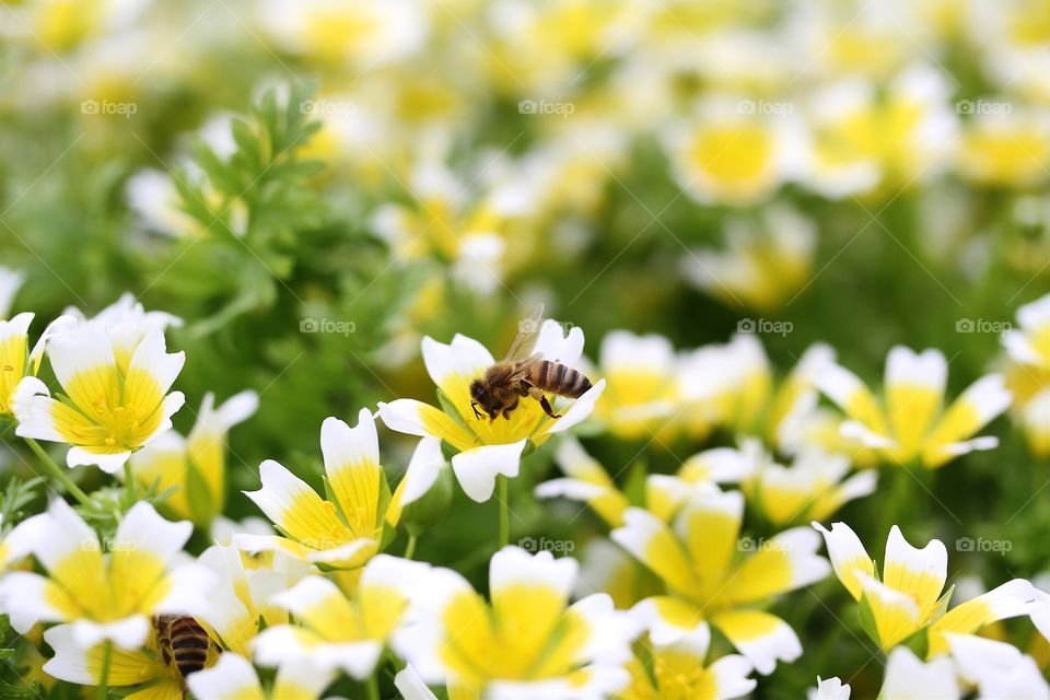 Limnanthes douglasii, 