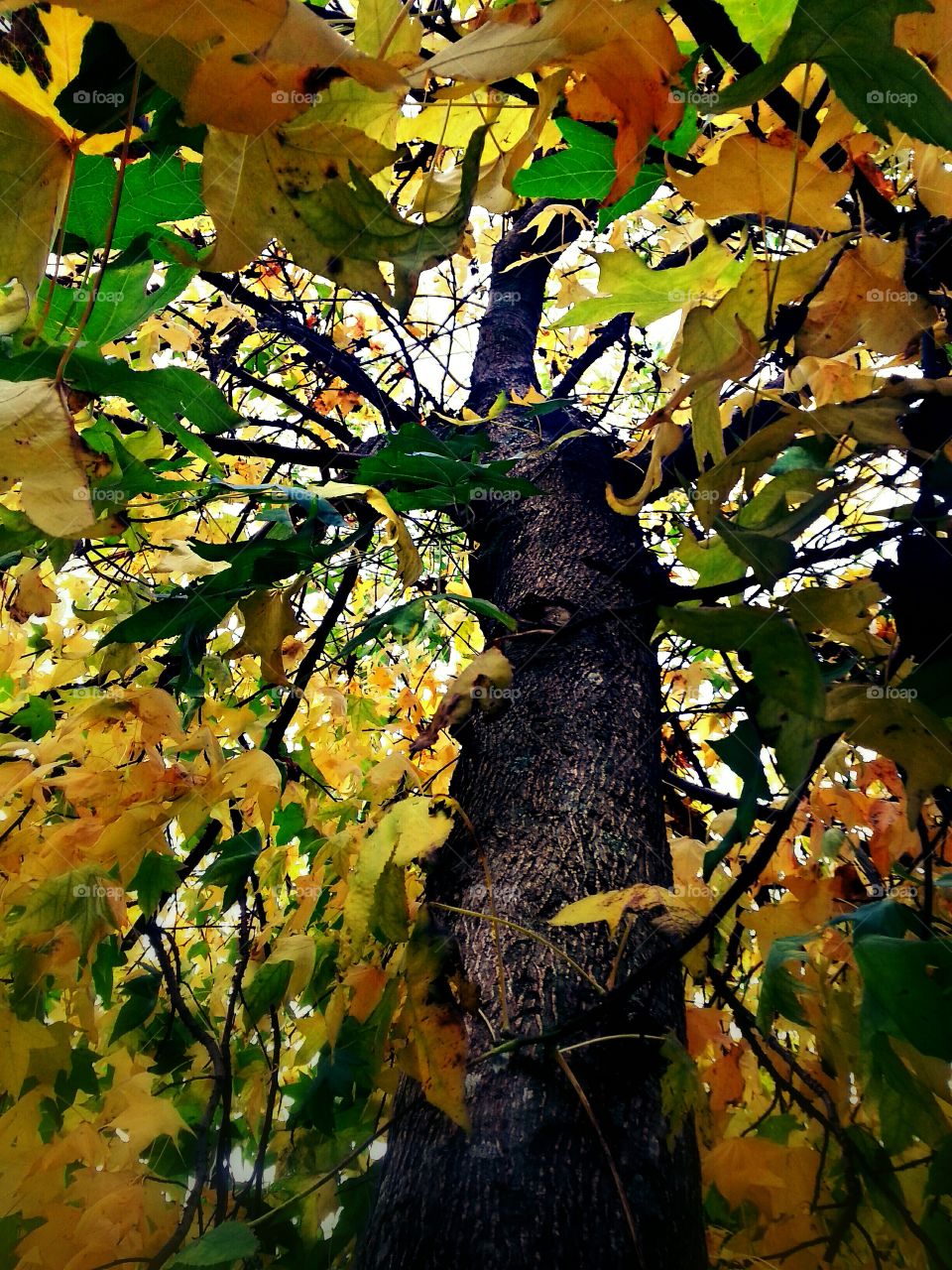 Looking up