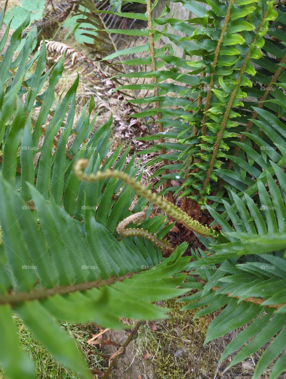 after 3 years the one fern I sold into 3 is finally flourishing!!