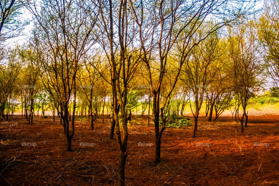 Scenic view of autumn trees