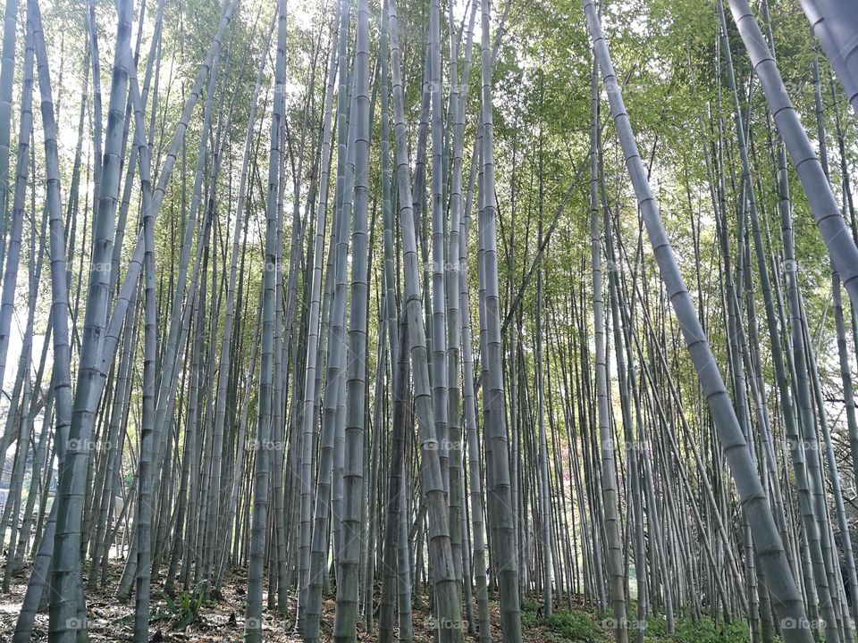 Bamboo