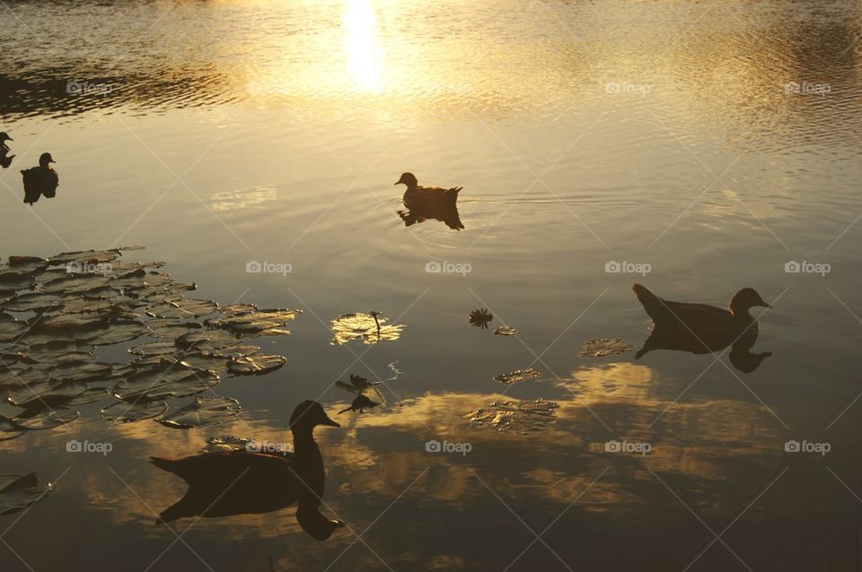 nature water lake ducks by luisfo