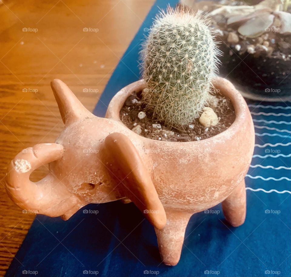 Cactus 