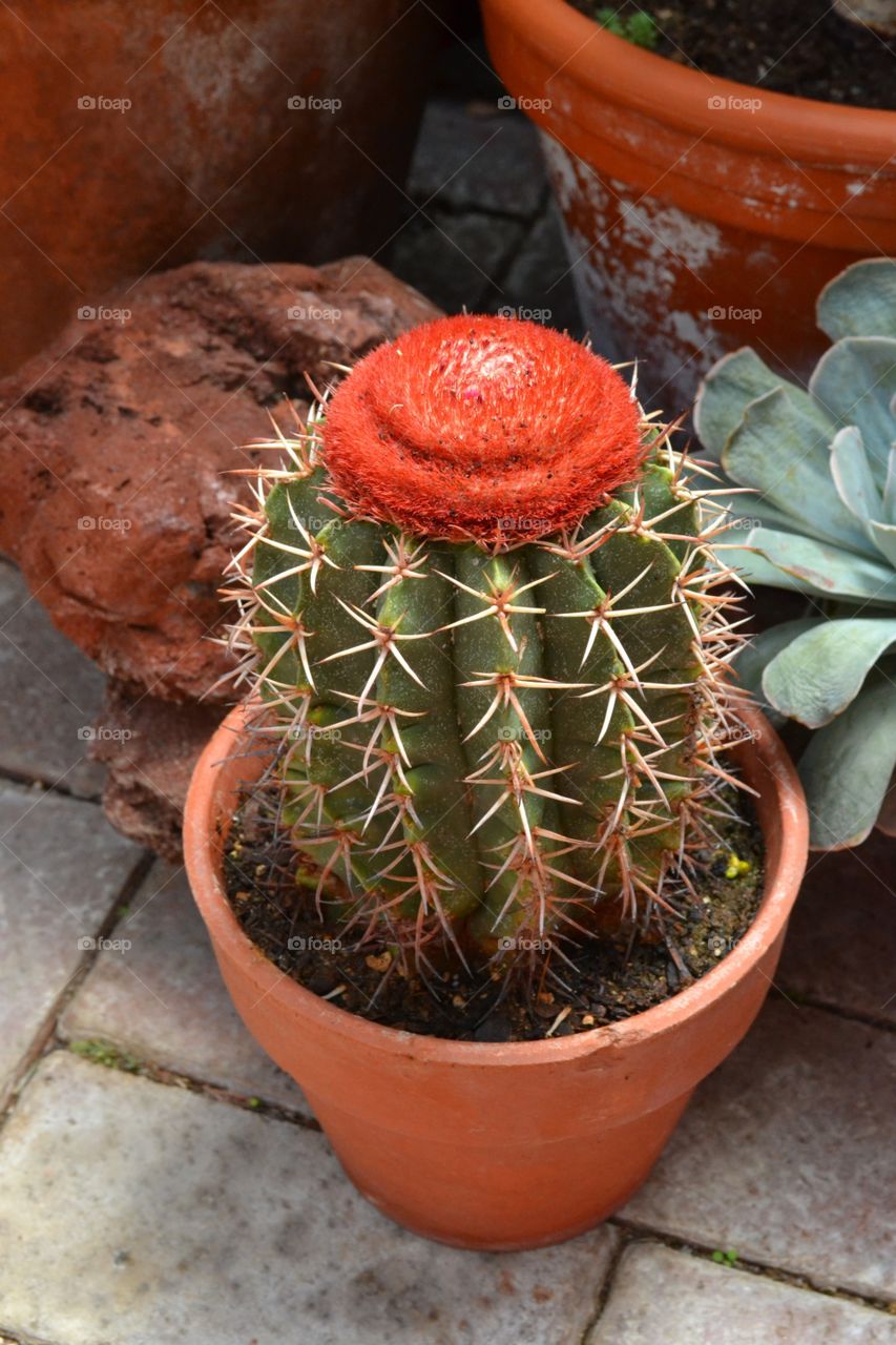 Cactus with a Top Hat