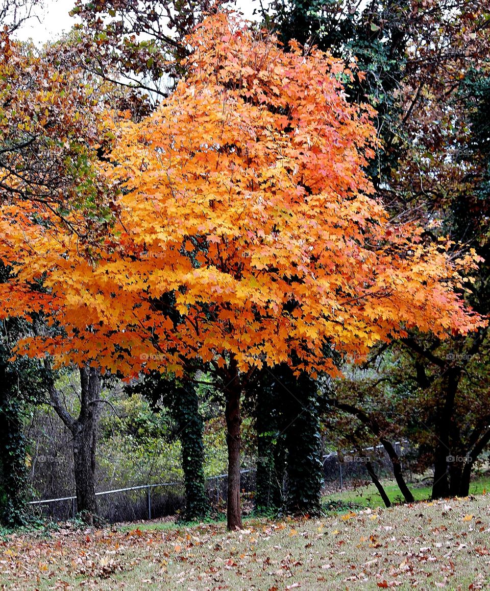 Maple Tree in Fall