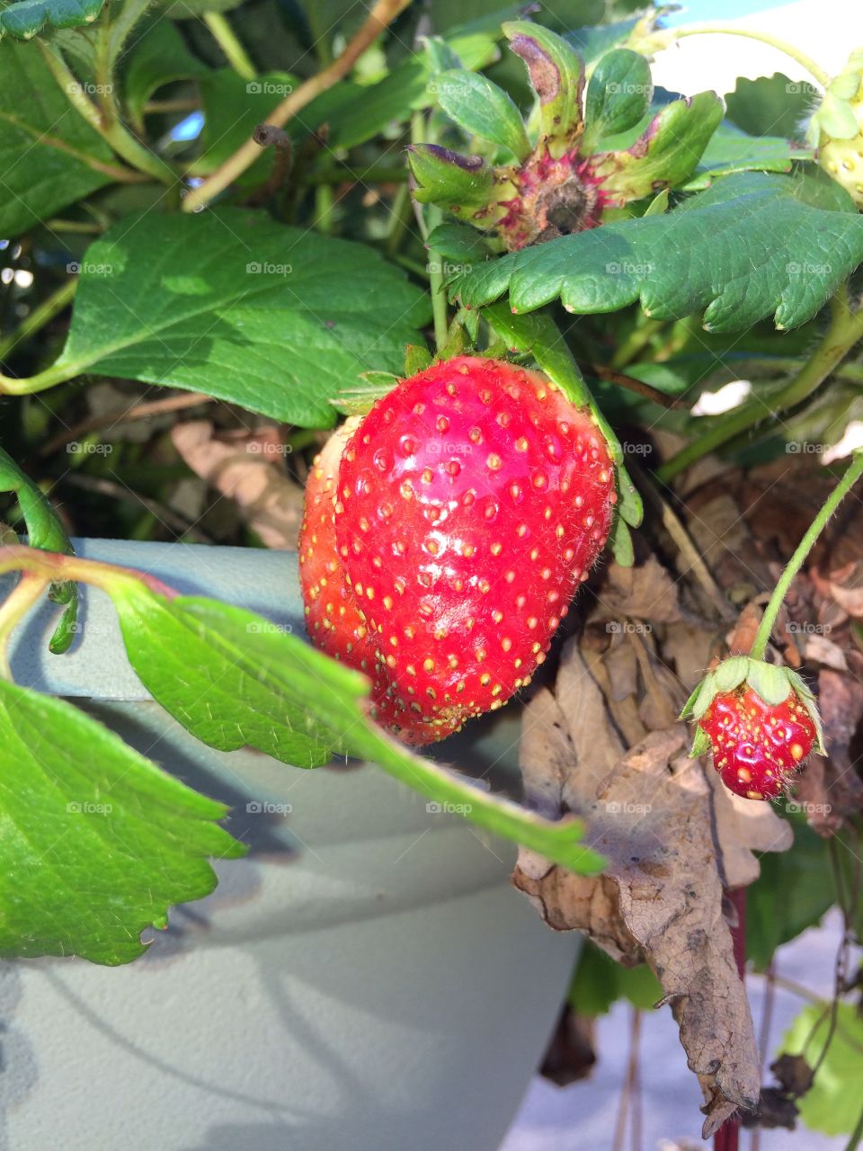 Strawberry fields. Let me take you to strawberry fields...