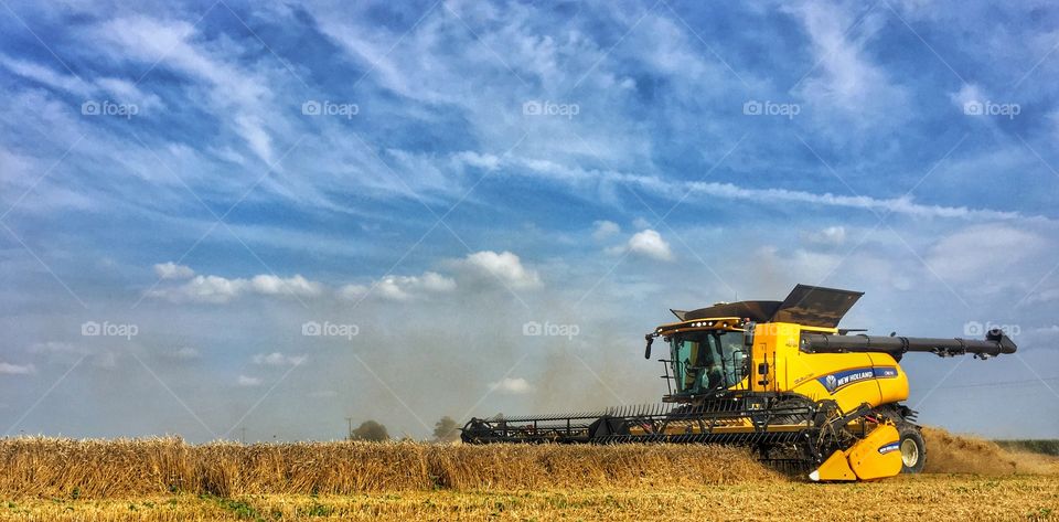 Harvesting wheat.