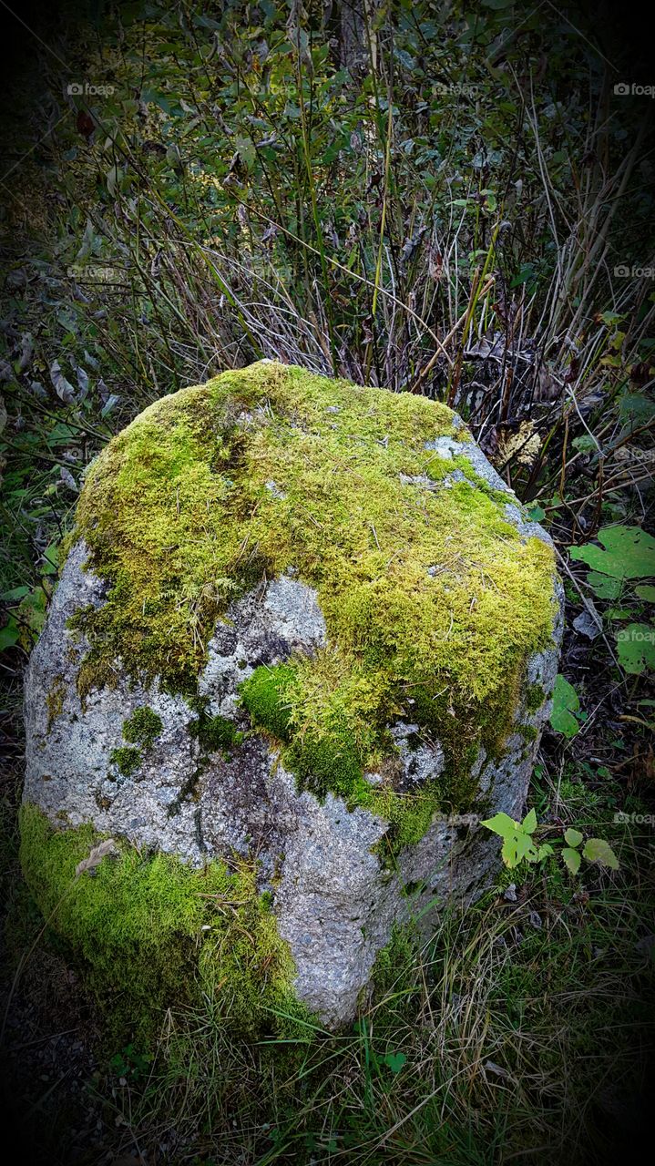 The earliest truth we're taught is that there's a world alongside this world, with spirits, not mortals, an enchanted univers of fairies, wizards, leprechauns and trolls. They are all around us. One has only to open his eyes. William Holmann Hunt