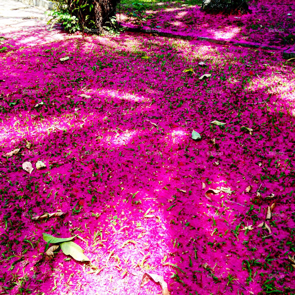 jambo foot flowers