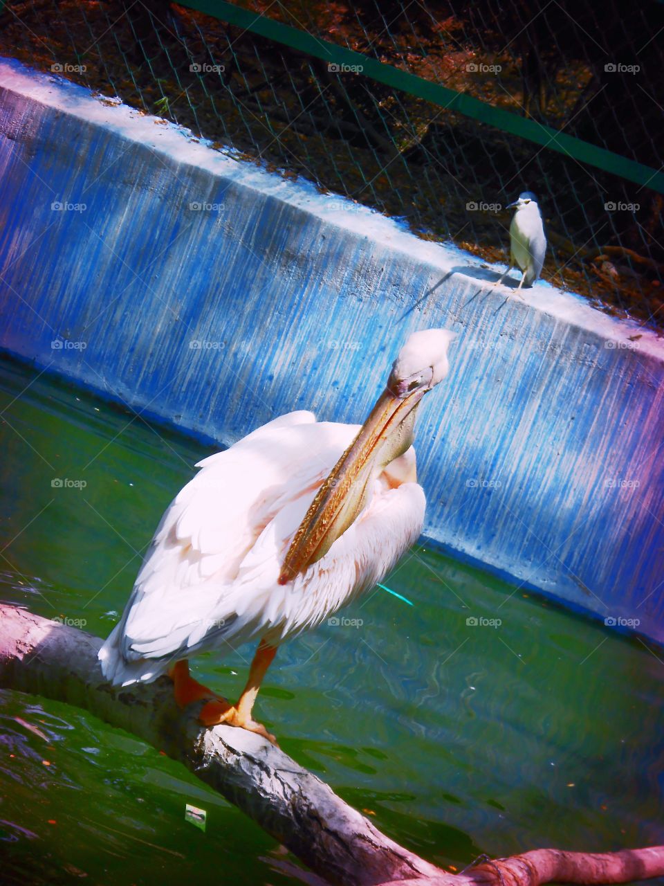 Beautiful birds in zoo