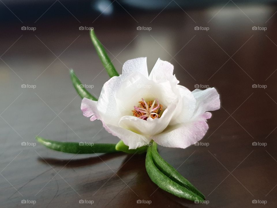 my beautiful Portulaca grandiflora