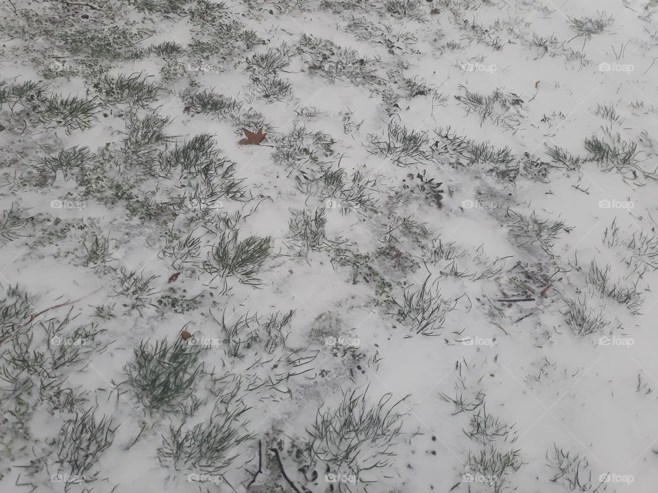 Grass under snow carpet