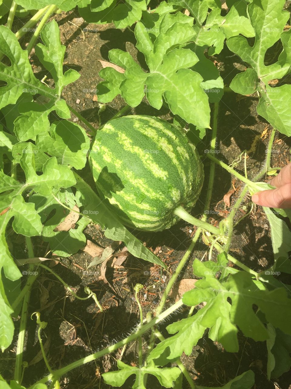 Watermelon from my garden. 
