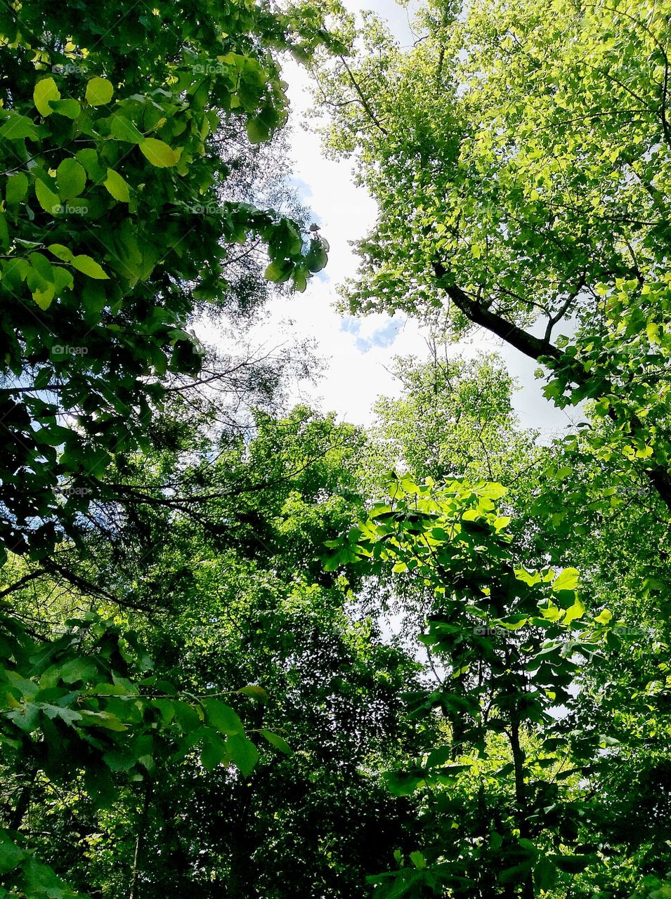 Evergreen forest 💚