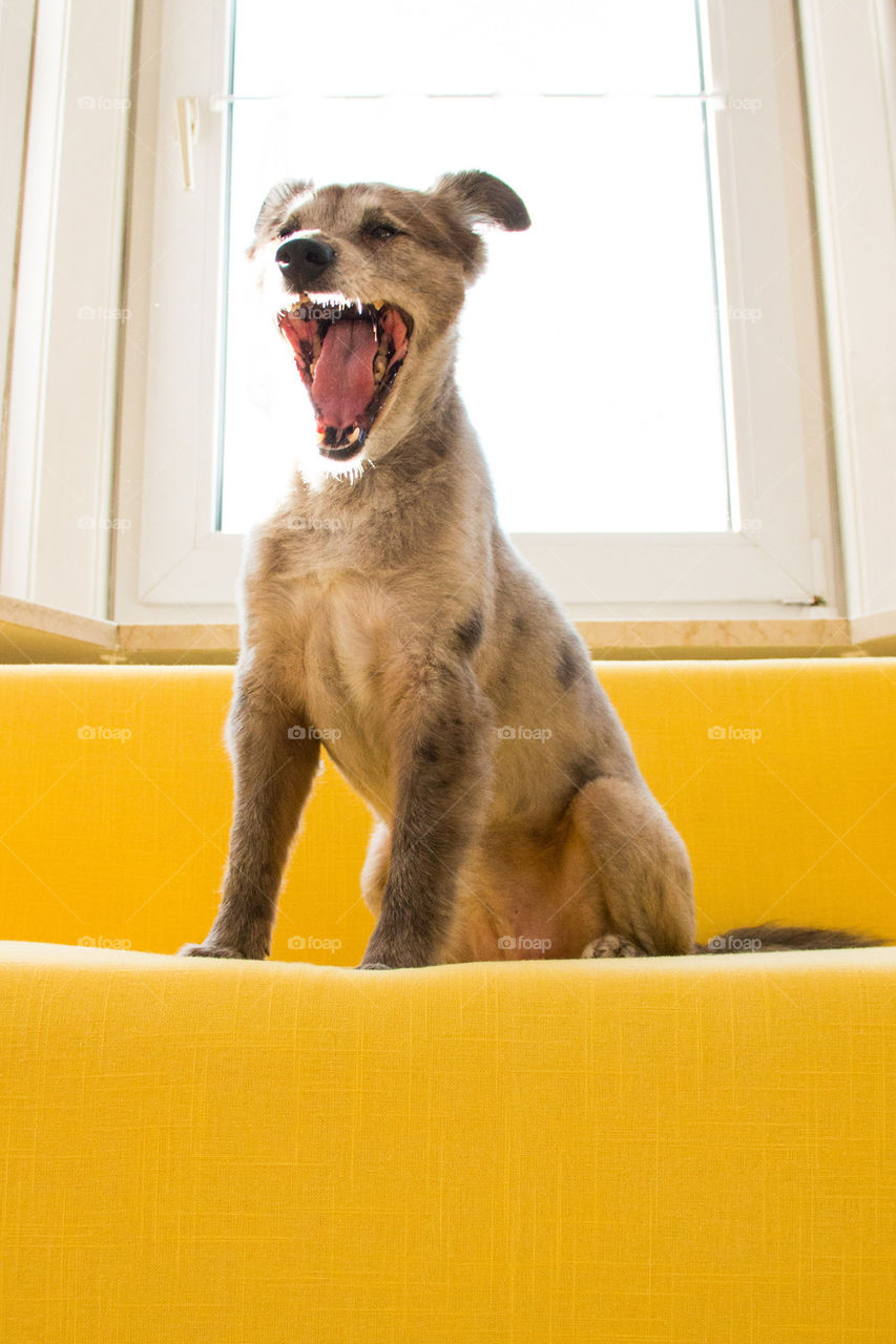 Dog yawning on yellow couch