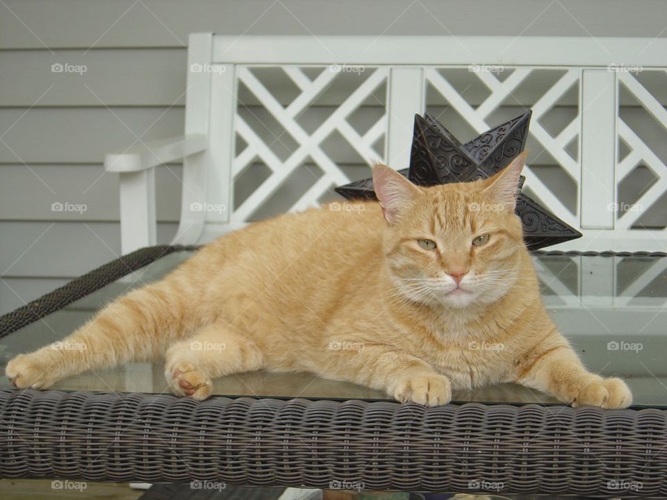 Yellow cat on table