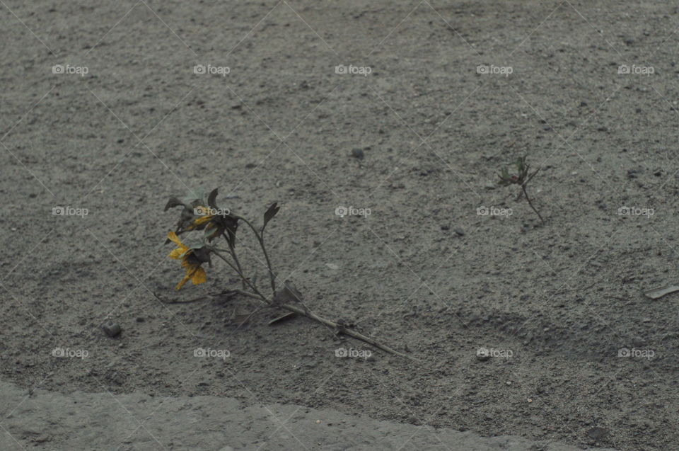 flower on concrete