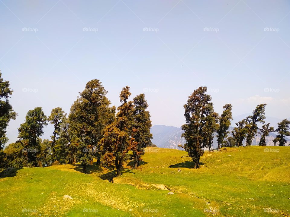 A amazing view of trees in the mountains with sky