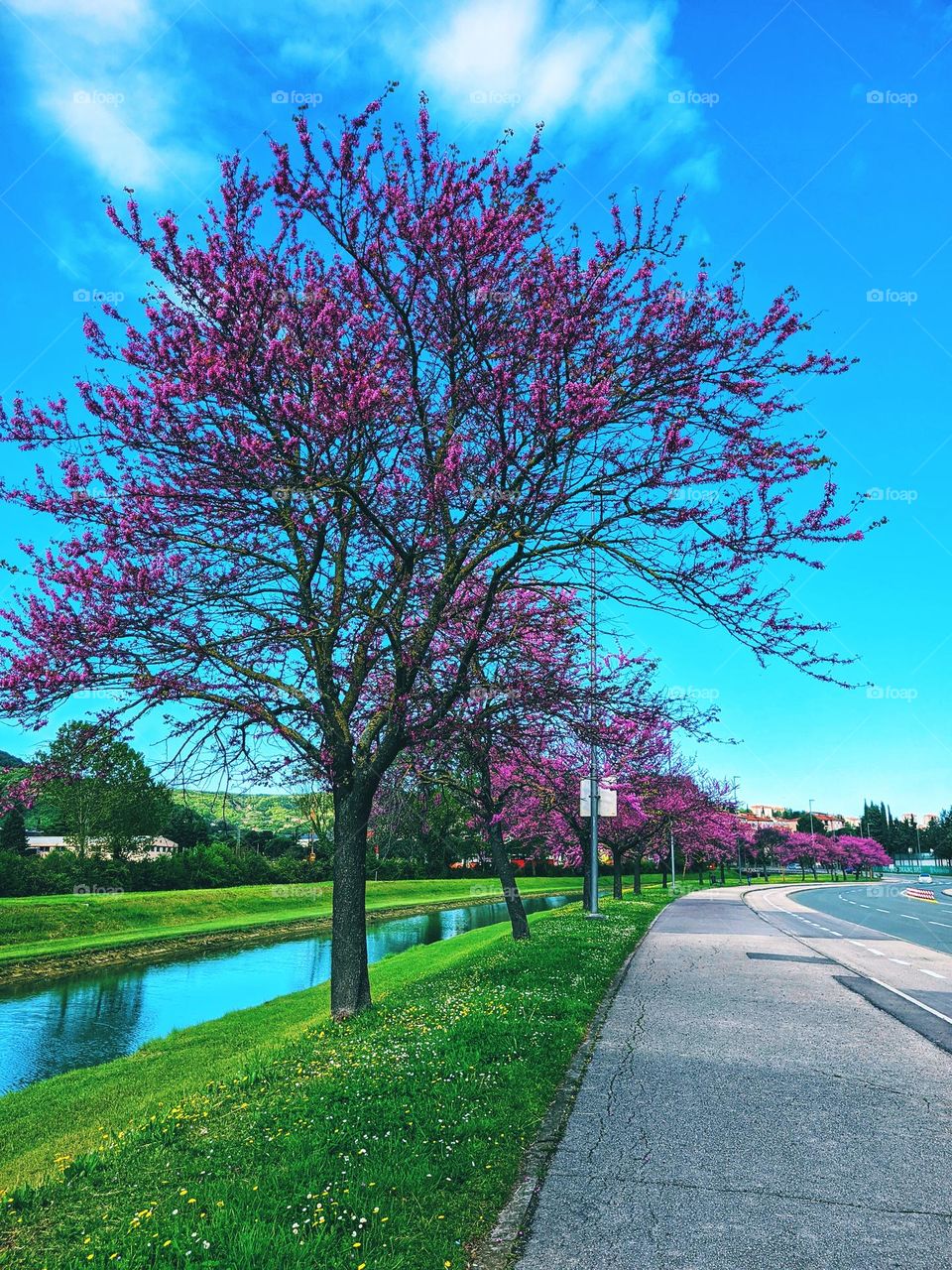 Pink blooming fruit trees in the urban city in spring season against blue sky