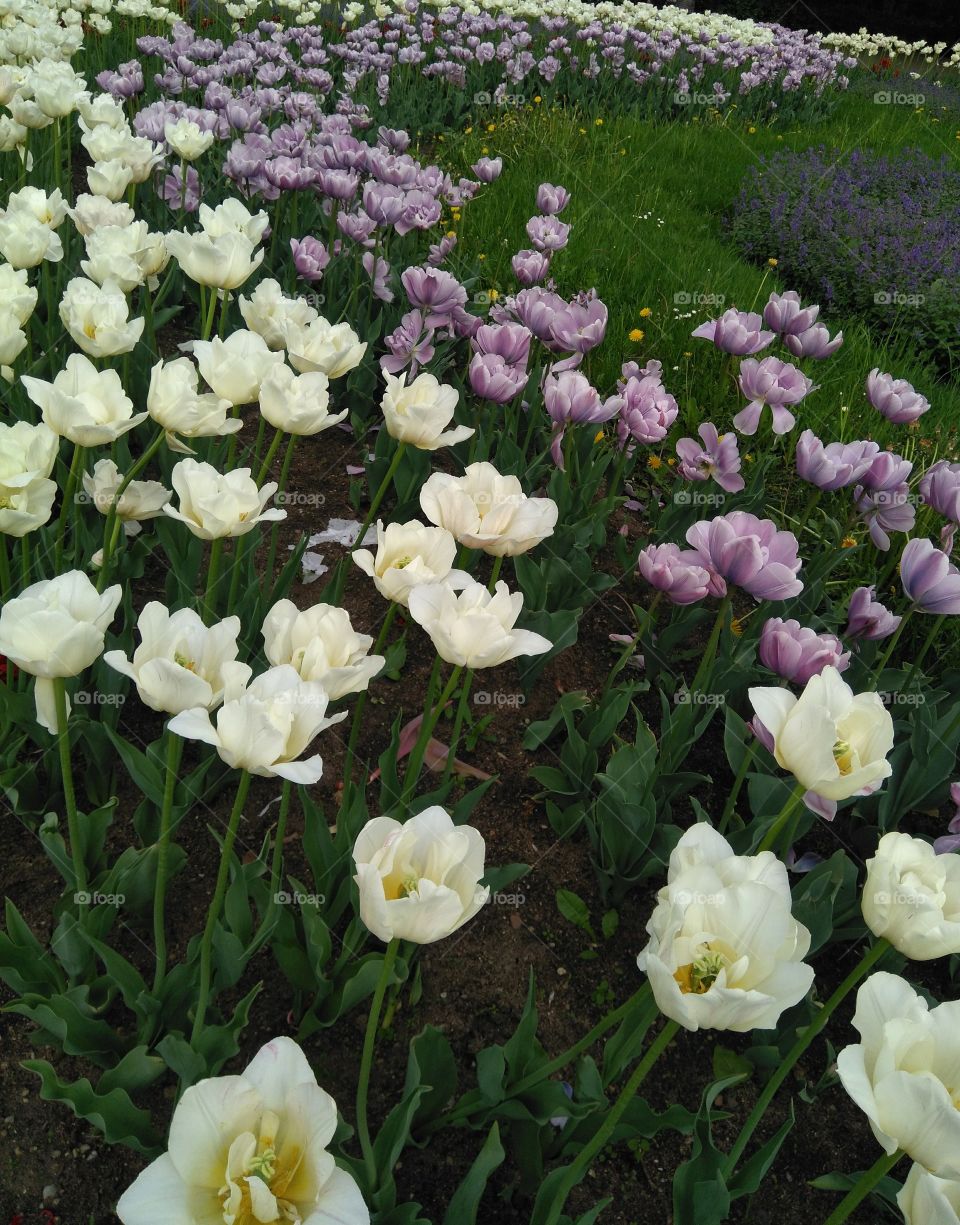 tulips flowers in the flowerbeds  spring time