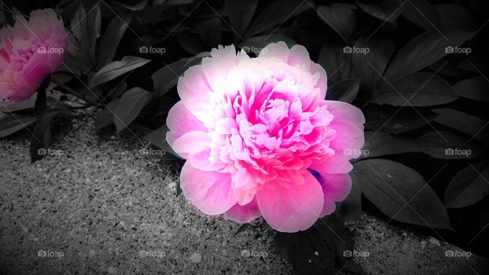 brightly colored peony