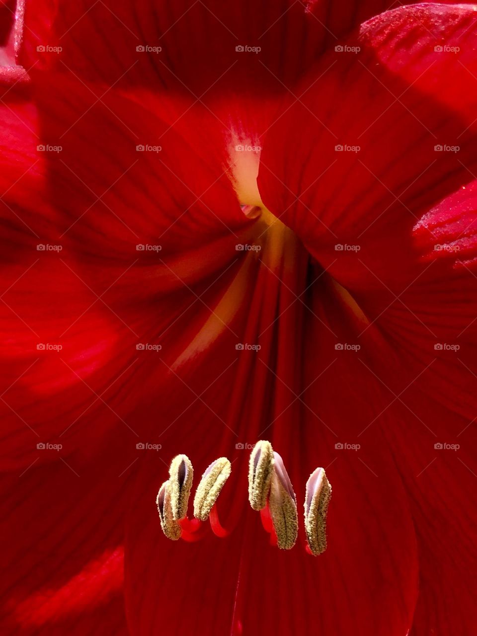 Closeup of pollen inside a blooming amaryllis. The vibrant red reveals structure of the flower.